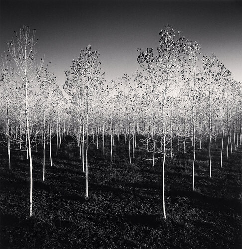 Last Poplar Leaves, Italy van Michael Kenna, Fotografie te koop op Singulart