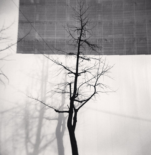 Tree and Bamboo Shade, Danyang, Chungcheongbukdo, South Korea van Michael Kenna, Fotografie te koop op Singulart