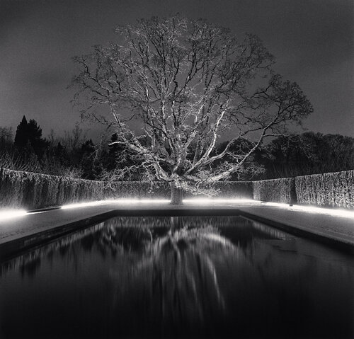Grandfather Oak, Study 59, Beaverton, Oregon, USA van Michael Kenna, Fotografie te koop op Singulart