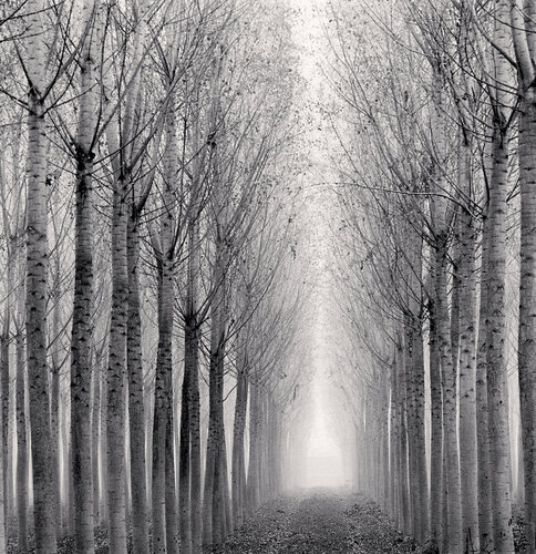 Tunnel of Poplars, Boretto, Reggio Emilia, Italy van Michael Kenna, Fotografie te koop op Singulart