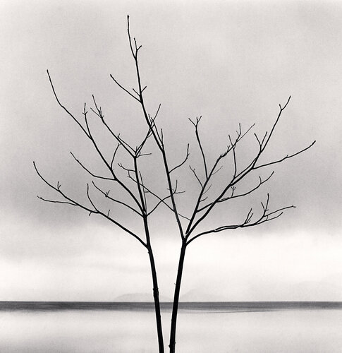 Bare Tree, Toya Lake, Hokkaido, Japan van Michael Kenna, Fotografie te koop op Singulart