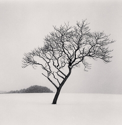 Blackstone Hill Tree, Hokkaido, Japan van Michael Kenna, Fotografie te koop op Singulart