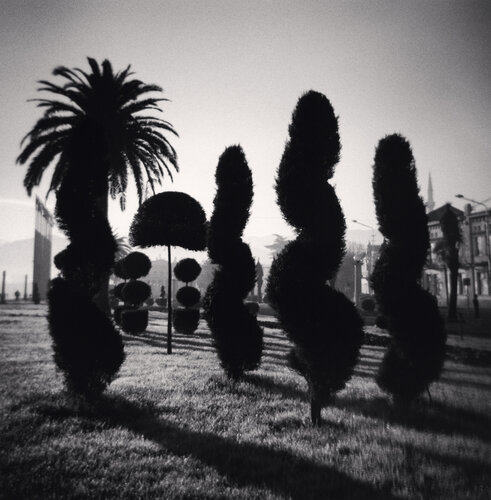 Dancing Bushes, Batumi, Georgia van Michael Kenna, Fotografie te koop op Singulart