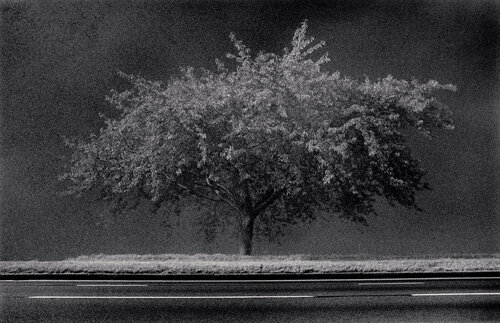 Roadside Tree, Richmond, Surrey, England van Michael Kenna, Fotografie te koop op Singulart