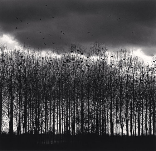 Nesting Colony, Bourgogne, France van Michael Kenna, Fotografie te koop op Singulart