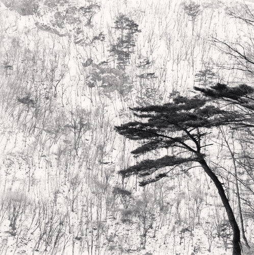 Mountain Walk, Pyeongchang, South Korea di Michael Kenna, Fotografia in vendita su Singulart