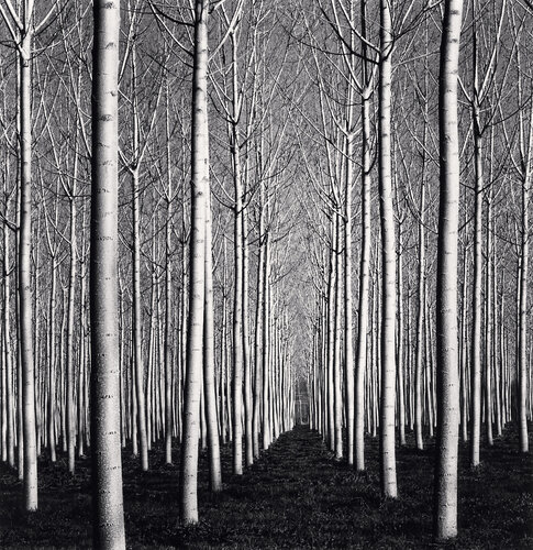 Spring Poplar Trees, Pavia, Italy di Michael Kenna, Fotografia in vendita su Singulart