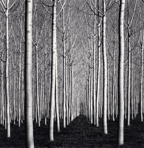 Spring Poplar Trees, Pavia, Italy di Michael Kenna, Fotografia in vendita su Singulart