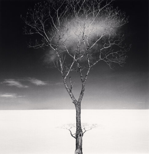 Onishi Tree Shadow, Study 2, Hokkaido, Japan di Michael Kenna, Fotografia in vendita su Singulart