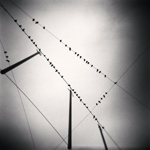 Fifty Two Birds, Zurich, Switzerland. 2008 di Michael Kenna, Fotografia in vendita su Singulart