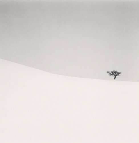 Single Tree, Mita, Hokkaido, Japan di Michael Kenna, Fotografia in vendita su Singulart