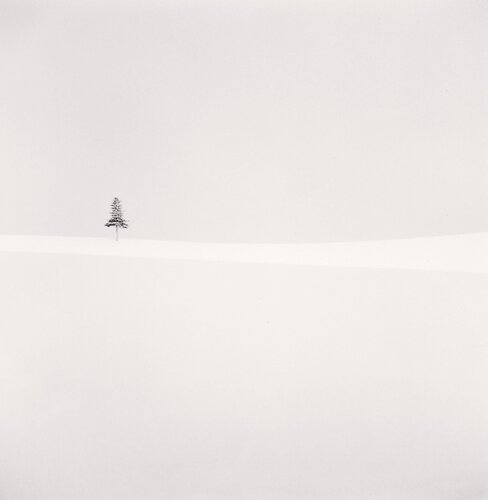 Delicate Tree, Furano, Hokkaido, Japan. di Michael Kenna, Fotografia in vendita su Singulart