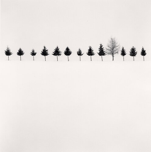 Line of Trees, Biei, Hokkaido, Japan di Michael Kenna, Fotografia in vendita su Singulart