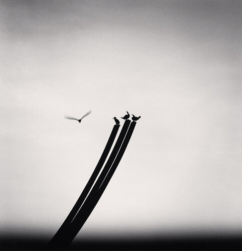 Four Birds, St. Nazaire, France van Michael Kenna, Fotografie te koop op Singulart