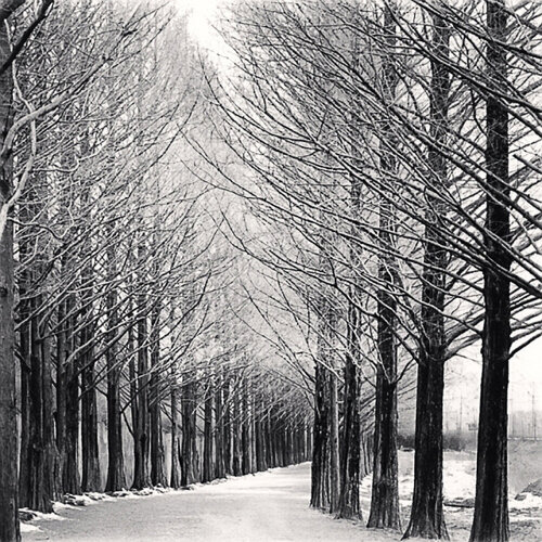 Alley of Trees, Damyang, Jeollanamdo, South Korea van Michael Kenna, Fotografie te koop op Singulart