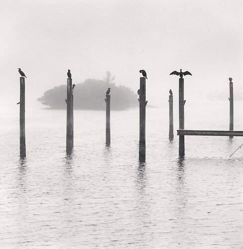 Seven Cormorants, Florida, USA van Michael Kenna, Fotografie te koop op Singulart