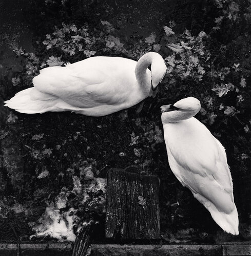 Engaging Swans, Château d´Azay-le-Rideau, France van Michael Kenna, Fotografie te koop op Singulart
