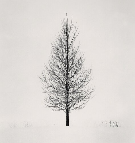 Tree Portrait, Study 5, Wakoto, Hokkaido, Japan van Michael Kenna, Fotografie te koop op Singulart