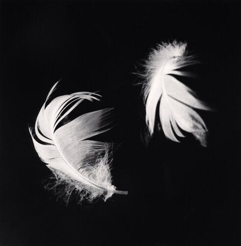 Two Feathers, Courances, France van Michael Kenna, Fotografie te koop op Singulart