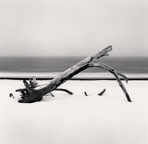 Shoreline Tree Remains, Hokkaido, Japan van Michael Kenna, Fotografie te koop op Singulart