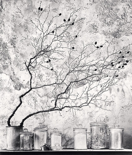 Branch and Berries, Tokyo, Honshu Japan van Michael Kenna, Fotografie te koop op Singulart