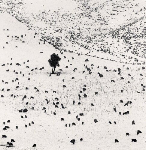 Two Hundred and Seven Sheep, Rakaia Valley, Canterbury, New Zealand van Michael Kenna, Fotografie te koop op Singulart