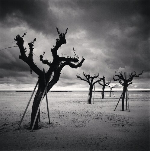 Five Trees, Pescara, Abruzzo, Italy van Michael Kenna, Fotografie te koop op Singulart