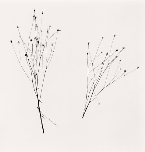 Two Winter Stalks, Biei, Hokkaido van Michael Kenna, Fotografie te koop op Singulart