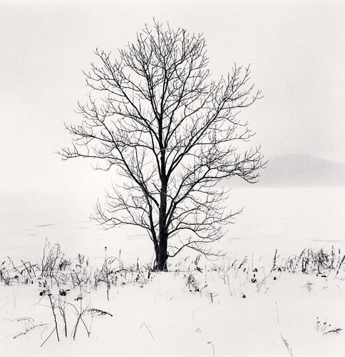 Kero-ochi Tree, Saroma Lake, Hokkaido, Japan van Michael Kenna, Fotografie te koop op Singulart