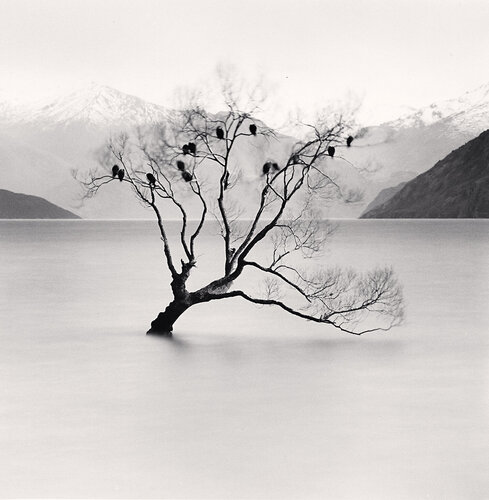 Wanaka Lake Tree, Study 2, Otago, New Zealand van Michael Kenna, Fotografie te koop op Singulart