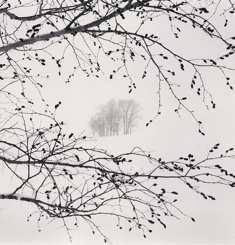 Distant Trees, Sorachi, Hokkaido, Japan van Michael Kenna, Fotografie te koop op Singulart