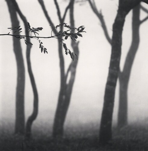 Chikui Cape Trees, Muroran, Hokkaido, Japan van Michael Kenna, Fotografie te koop op Singulart