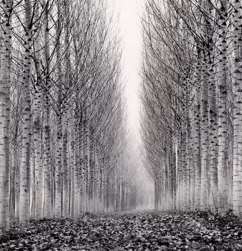 Corridor of Leaves, Guastalia, Emilia, Romagna van Michael Kenna, Fotografie te koop op Singulart