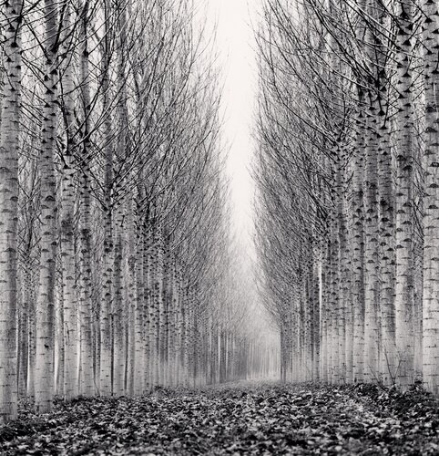 Corridor of Leaves, Guastalla, Emilia Romagna, Italy. van Michael Kenna, Fotografie te koop op Singulart
