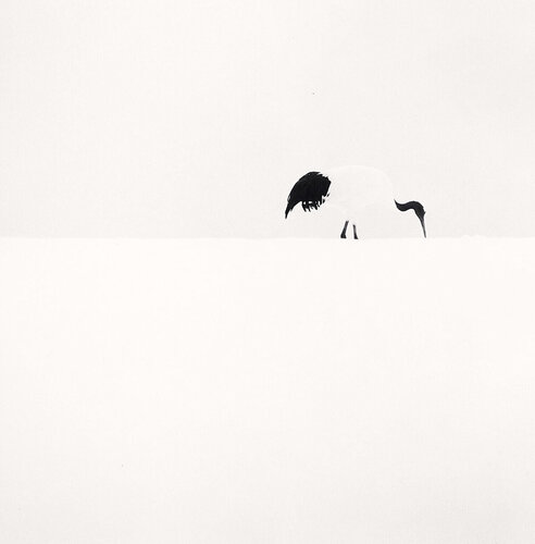 Red Crown Crane Feeding, Tsurui, Hokkaido, Japan van Michael Kenna, Fotografie te koop op Singulart