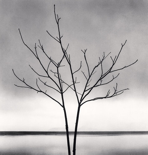 Bare Tree Toya Lake,  Hokkaido, Japan van Michael Kenna, Fotografie te koop op Singulart