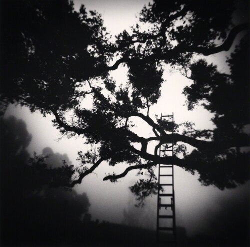 Montecito Garden, Study 14 van Michael Kenna, Fotografie te koop op Singulart