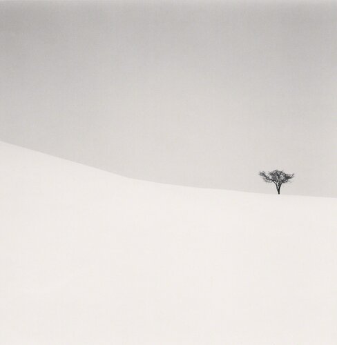 Single Tree, Mita, Hokkaido, Japan van Michael Kenna, Fotografie te koop op Singulart