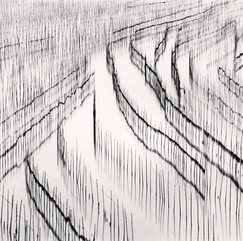 Seaweed Farms, Study 3, Xiapu, China. van Michael Kenna, Fotografie te koop op Singulart