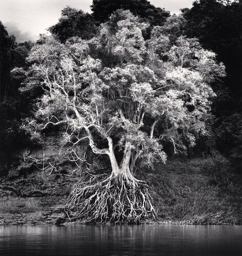 Kokdua Tree and Exposed Roots, Mekong River, Luang Prabang, Laos. van Michael Kenna, Fotografie te koop op Singulart