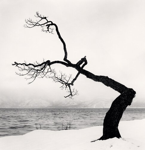 Kussharo Lake Tree, Study 15, Kotan, Hokkaido van Michael Kenna, Fotografie te koop op Singulart