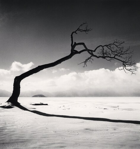 Kussharo Lake Tree, Study 10, Kotan, Hokkaido van Michael Kenna, Fotografie te koop op Singulart