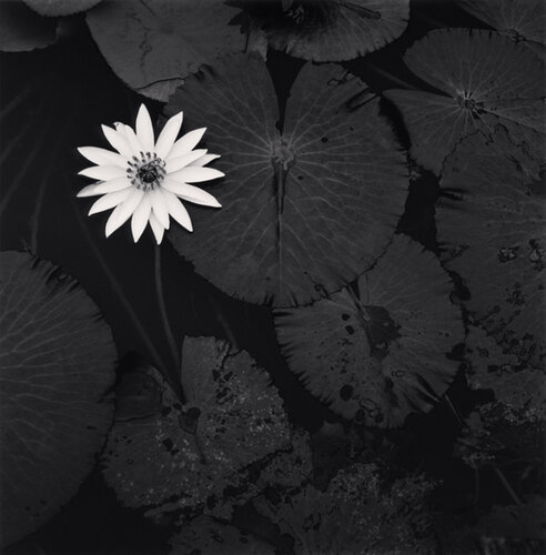 Mamta´s Lotus Flower, Ban Viengkeo, Luang Prabang, Laos van Michael Kenna, Fotografie te koop op Singulart