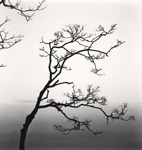 Alianthus Tree and Yangze River, Study 2, Nantong, Jiangsu van Michael Kenna, Fotografie te koop op Singulart