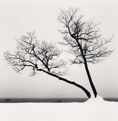 Two Leaning Trees, Study 3, Kussharo Lake, Hokkaido, Japan di Michael Kenna, Fotografia in vendita su Singulart