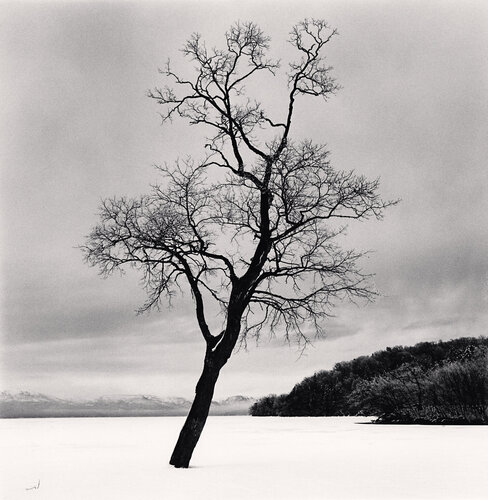 Amemasu Tree, Hokkaido, Japan di Michael Kenna, Fotografia in vendita su Singulart