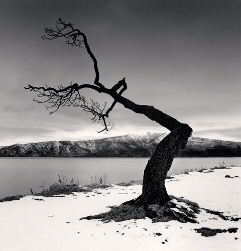 Kussharo Lake Tree, Study 12, Kotan, Hokkaido, Japan di Michael Kenna, Fotografia in vendita su Singulart