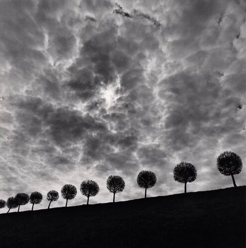 Ten and a Half Trees, Peterhof, Russia di Michael Kenna, Fotografia in vendita su Singulart
