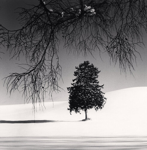Norway Spruce Tree, Hokkaido, Japan di Michael Kenna, Fotografia in vendita su Singulart