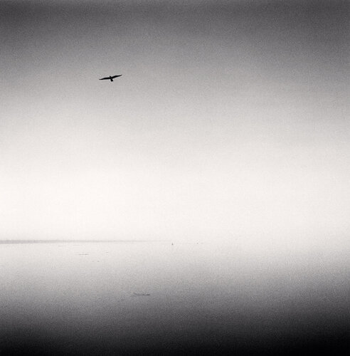 Morning, Main Channel, Elkhorn Slough, California, USA di Michael Kenna, Fotografia in vendita su Singulart